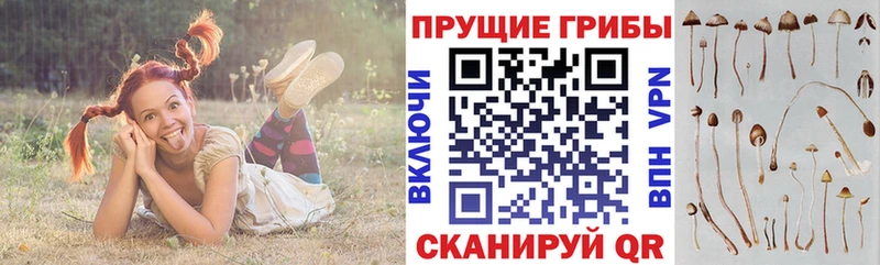 где продают наркотики Волгоград MEGA вход Псилоцибиновые грибы MAGIC MUSHROOMS